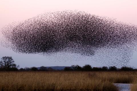 large flock of birds in the shape of a whale in a dusky sky. a field of grain stands underneath them. 