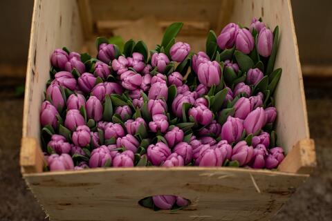 A box full of purple roses