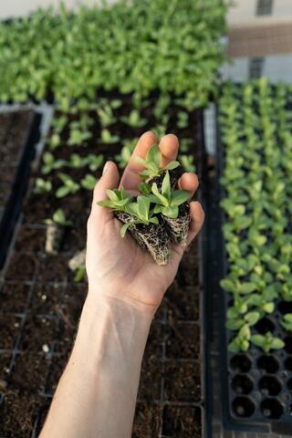 hand holding seedlings