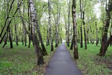 path through trees